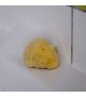 Levantiner / Silk natürlicher Schwamm 12cm